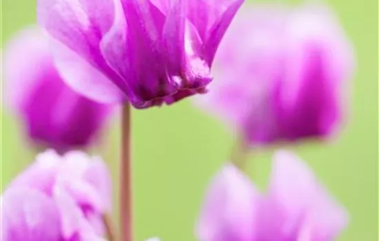 Cyclamen hederifolium