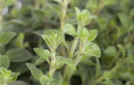 Origanum vulgare