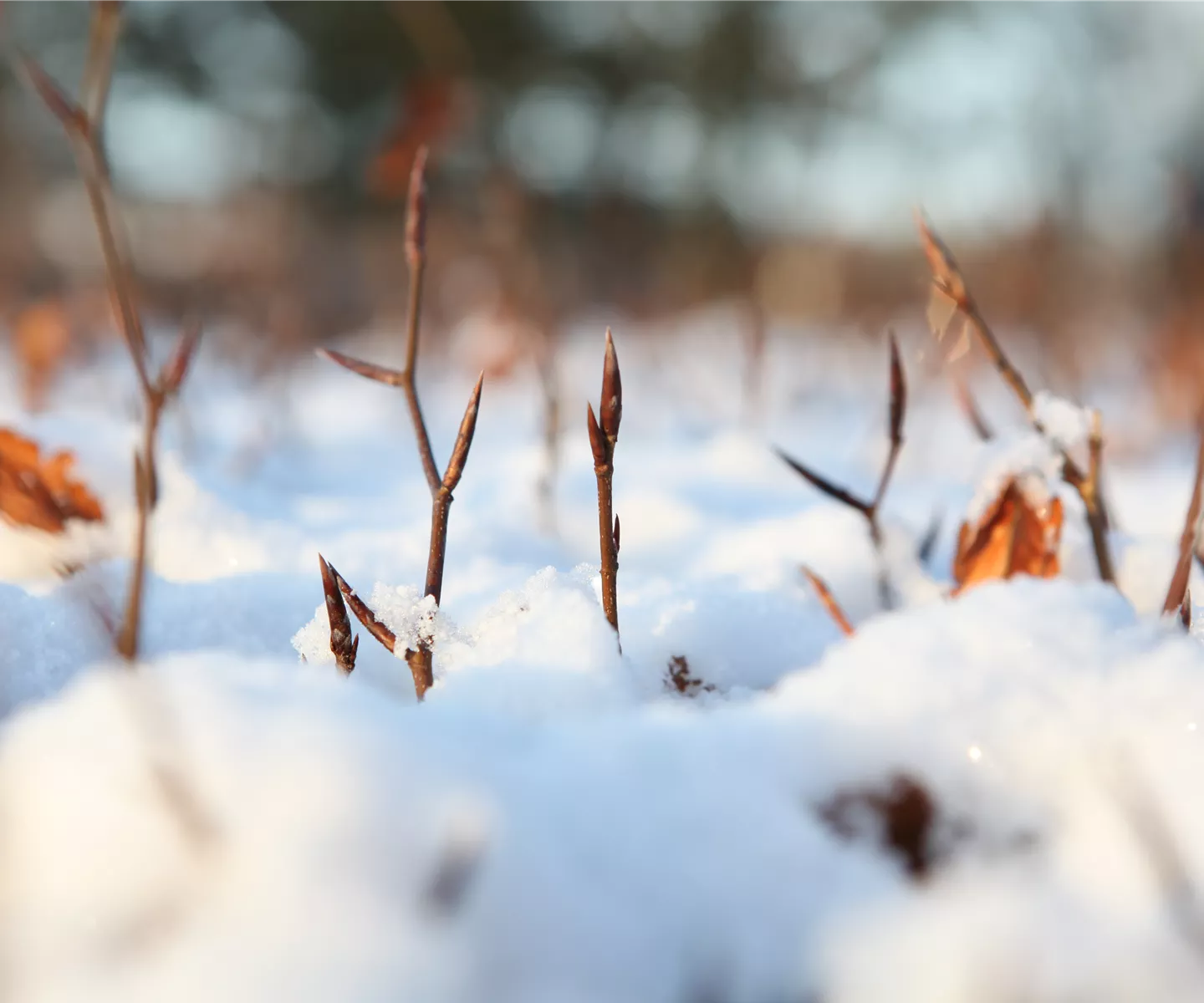 Den Garten winterfest machen