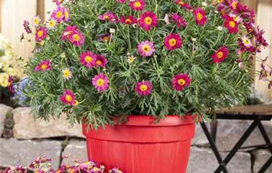 Argyranthemum frutescens, rot