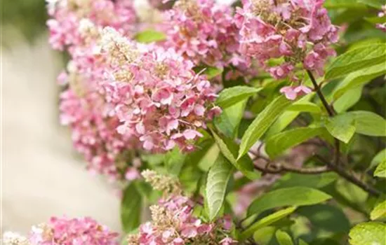 Hydrangea paniculata 'Pinky Winky'®