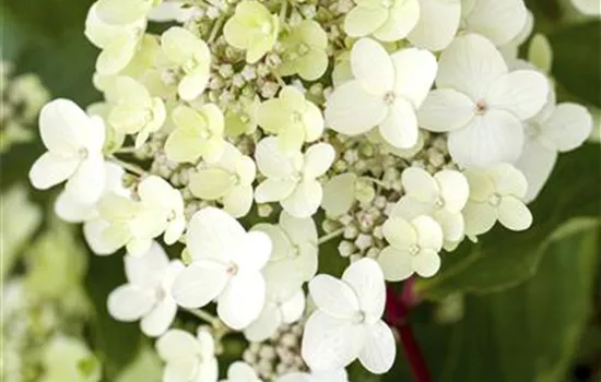 Hydrangea paniculata 'Vanille Fraise'®