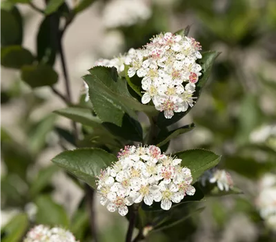 Aronia melanocarpa