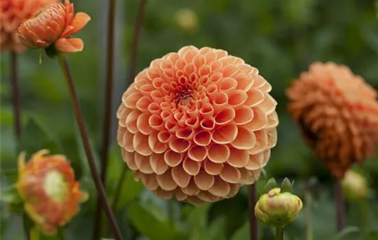 Dahlia Pompon