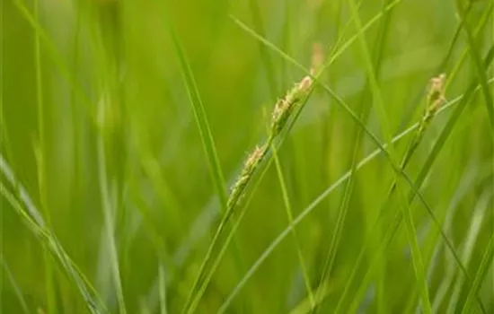 Carex brunnea