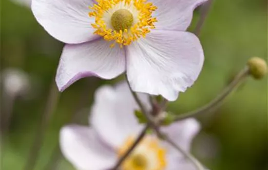 Anemone japonica